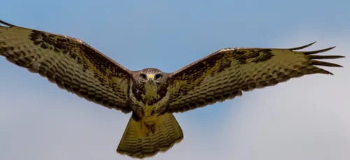 Joggeurs, attention aux attaques de buses en ce moment !