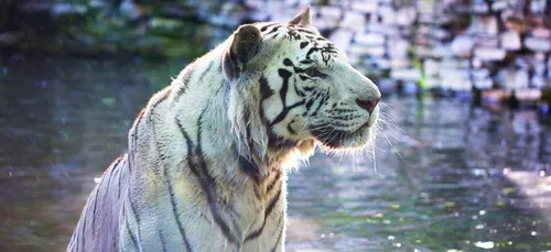 Maubeuge : le zoo annonce la mort de Shilanghi, le dernier tigre blanc