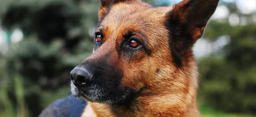 Une chienne enfermée plusieurs heures sur un balcon en plein soleil