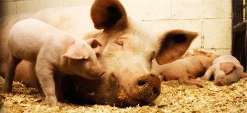 Les pompiers sauvent des animaux de la canicule