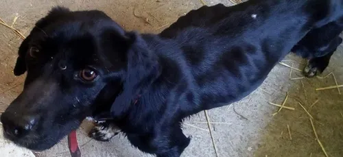 Agissez contre la maltraitance animale en devenant enquêteur de la SPA