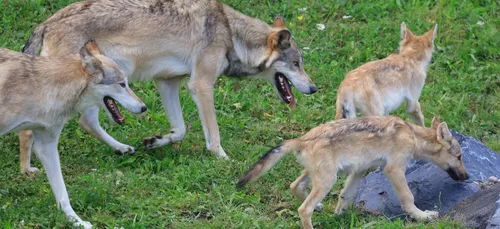 Belgique : Pairi Daiza accueille des loups du Canada