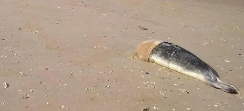 Un phoque décapité retrouvé sur la plage de Fort-Mahon