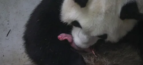 Carnet rose à Pairi Daiza