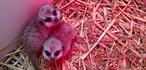 Carnet rose au zoo de Lille