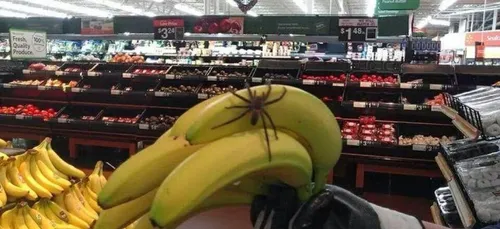 Arras : une araignée tropicale retrouvée dans les fruits et légumes...