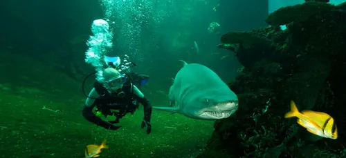 Décès d'un requin de 30 ans à Nausicaà