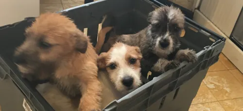 La LPA dénonce la lâcheté des abandons d'animaux devant ses portes