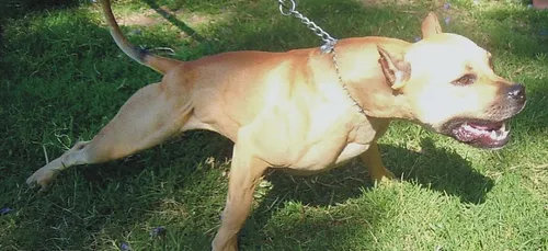 Un pitbull attaque un enfant à Amiens, le garçon est grièvement blessé