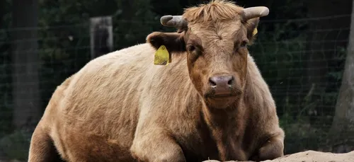 Dans l'Aisne, un boeuf saute dans une cuve d'azote et provoque une...