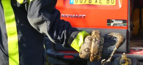 Un deuxième boa retrouvé à Aveluy dans la Somme