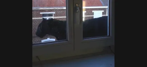 La panthère d'Armentières volée au zoo de Maubeuge