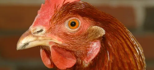 Un gros élevage de poules pondeuses va s'installer dans l'Aisne