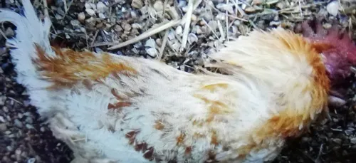 Pas-de-Calais : le coq Maurice qui énervait ses voisins retrouvé...