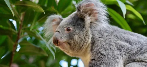 Décès d'un troisième koala à Pairi Daiza en Belgique
