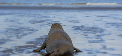 Quatre phoques bientôt remis en liberté à Calais