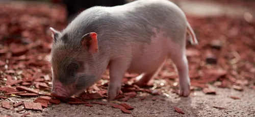 Pas-de-Calais : 500 porcelets tués dans un incendie ce dimanche