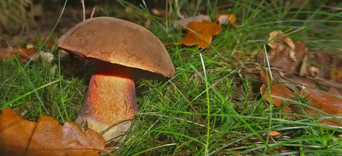 Cueillette de champignons : attention aux intoxications !