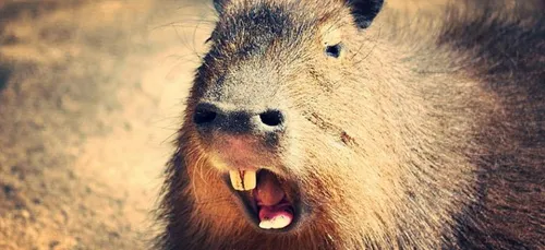 Le Capybara, plus gros rongeur du monde aperçu dans la Métropole...