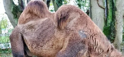 Oise : des animaux de cirque découverts sans eau ni nourriture