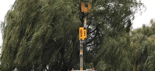 Énorme nid de frelons asiatiques détruit à Hazebrouck