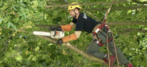 Offre d'emploi : Elagueur