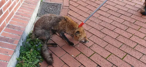 Aisne : la police capture un renard enfermé dans la cave d'une maison