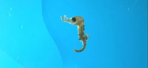 Carnet rose à Nausicaà