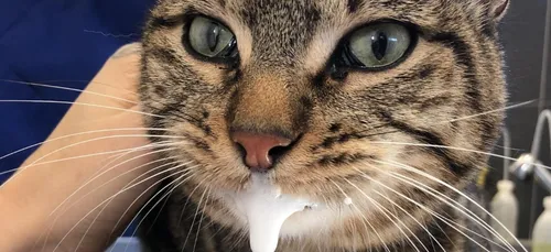 Aisne : des chats empoisonnés avec du piment et de la mort aux rats