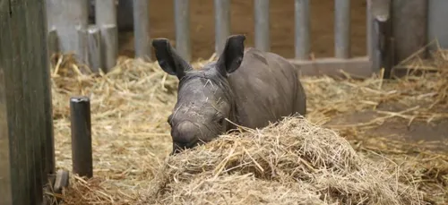 Un rhinocéros blanc est né à Pairi Daiza (VIDEO)