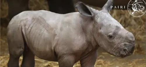 Naissance d'un deuxième rhinocéros à Pairi Daiza