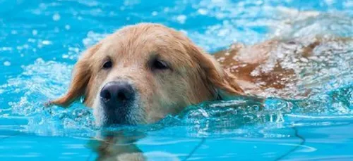 Mouscron : Une piscine pour chiens va bientôt ouvrir ses portes