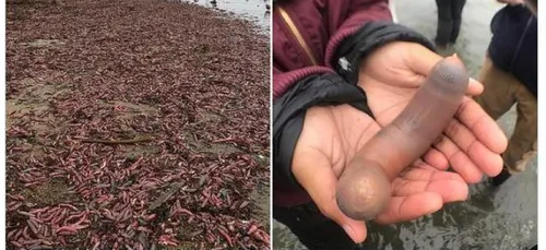 Des « poissons pénis » échoués par milliers sur une plage de...