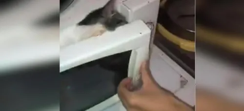 Ils mettent un chaton au micro-ondes, la SPA porte plainte
