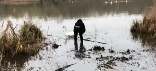 Un cygne sauvé par une journaliste de l'Aisne Nouvelle