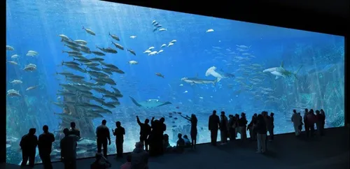 Nausicaà sera fermé jusqu'au 24 janvier