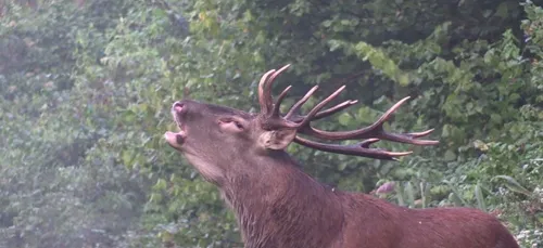 Black, le cerf « symbole » de la forêt de Laigue dans l'Oise,...