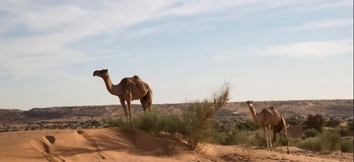 Australie :  5.000 dromadaires sauvages abattus après les incendies