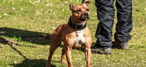 Scandale autour de la cagnotte pour Curtis, le chien d'Elisa Pilarski