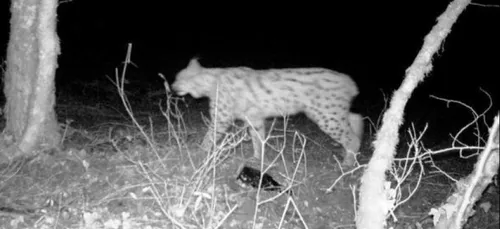 Haute-Marne : un lynx aperçu en forêt