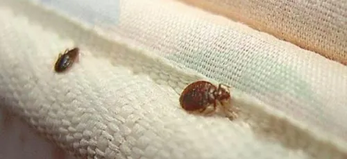 Wasquehal : une classe de neige attaquée par des punaises de lit