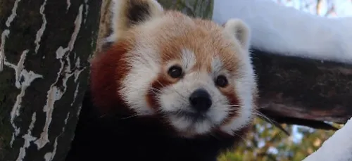 Le zoo de Lille va rouvrir sans Pong, son célèbre panda roux