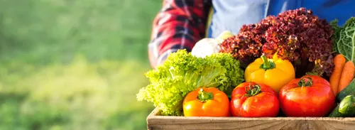 Offre d'emploi : Maraîcher