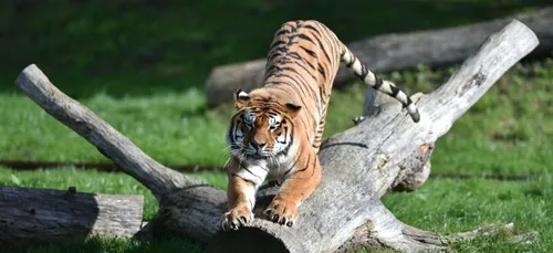 Le parc Bellewarde accueille 4 tigres de l'amour