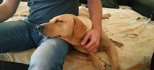 Appel aux dons pour sauver des chats et des chiens à Chauny