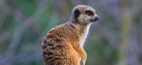 Zoo de Lille : Où est passé le bébé suricate ?
