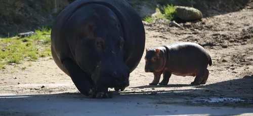Pairi Daiza annonce la naissance d’un petit hippopotame (Vidéo)