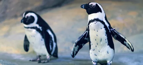 Vidéo : l'incroyable balade de deux manchots dans l'aquarium...