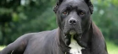 Métropole lilloise : un garçon de 13 ans grièvement mordu par un chien