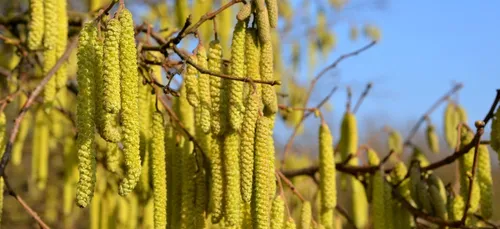 Pollens : risque allergique maximal cette semaine